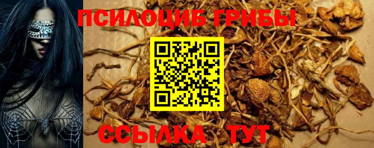 Псилоцибиновые грибы Cubensis Тула